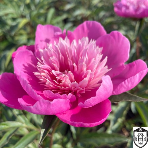 Paeonia lactiflora 'Pink Cameo' - Valgeõieline pojeng 'Pink Cameo' C7/7L